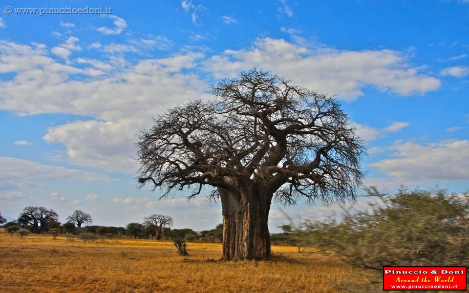 TANZANIA - Tarangire National Park - 04.jpg